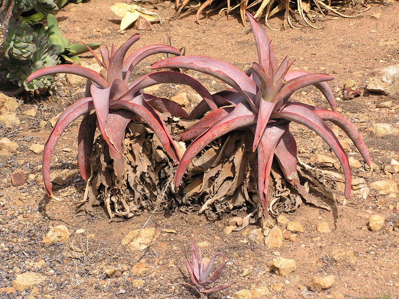 Aloe buhrii phil.JPG