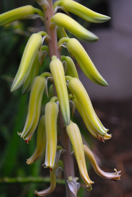 Aloe austroarabica flowers closer 6-12.jpg