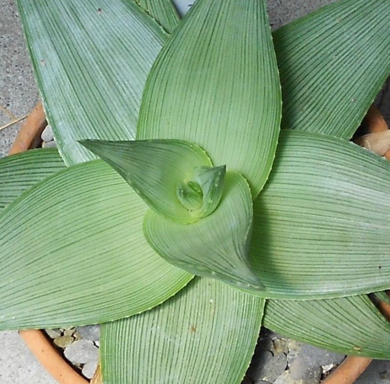 2015 07 03 Aloe deltoideodonta v Fallax #1 b.jpg