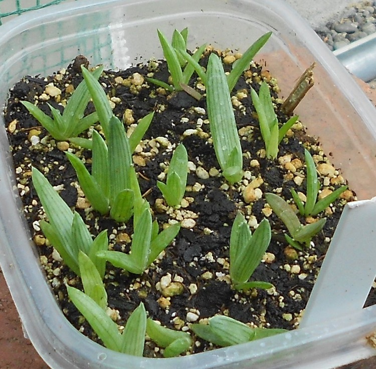 2016 06 16 Aloe deltoideodonta #1 seeds a X750.jpg