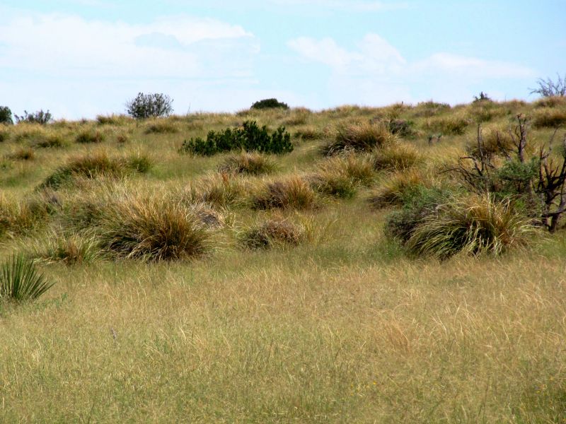 An open field of Nolina micrantha