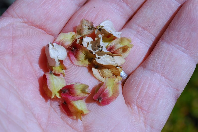 Beaucarnea recurvata seeds.JPG
