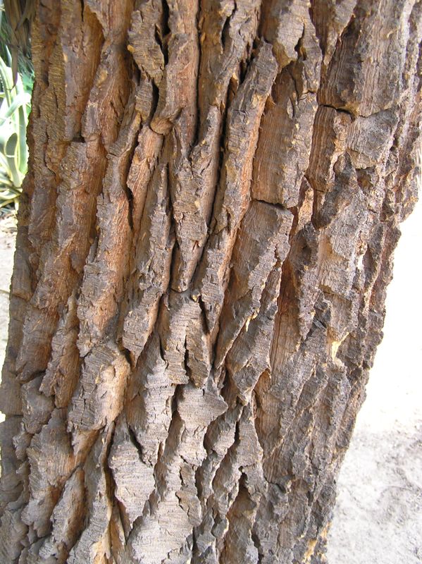 Nolina longifolia trunk.jpg