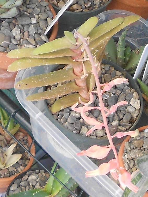 2016 04 04 Gasteria rawlinsonii seed parent and pollen donor X750.jpg