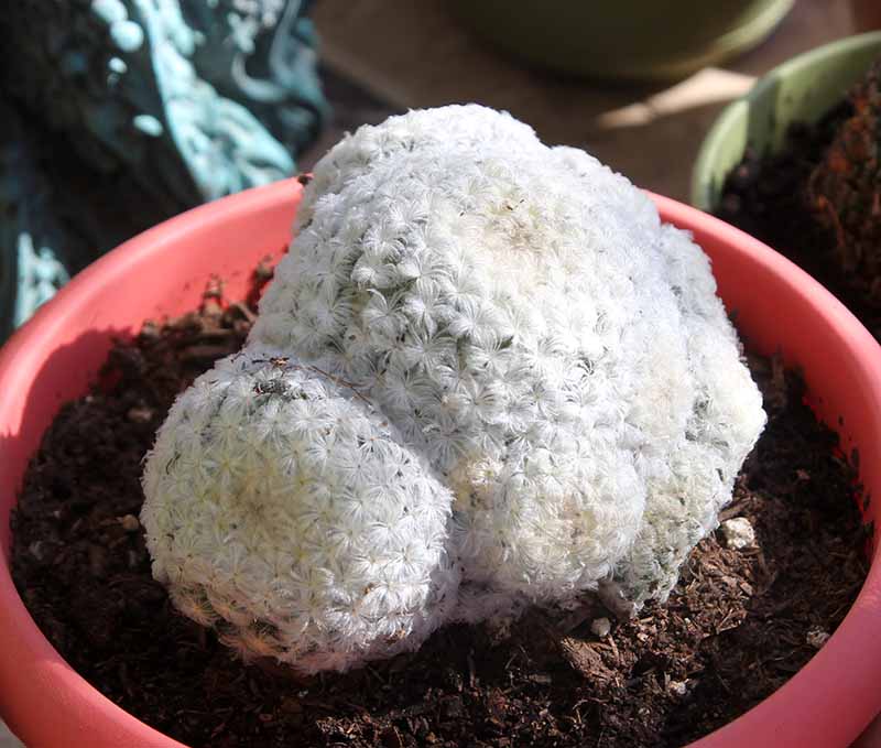Looks like Mammillaria plumosa, but I wonder if  head is too large (a little larger than a tennis ball)