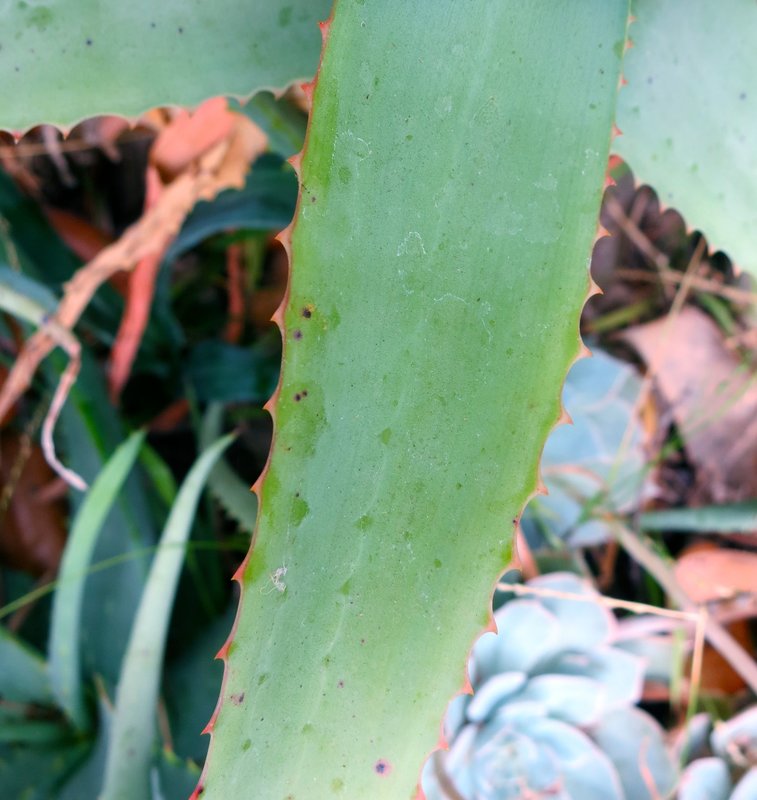Aloe acutissima teeth.jpg