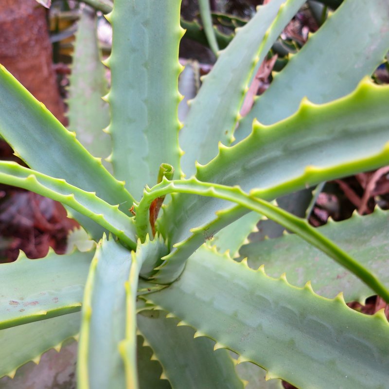 Aloe arborescens teeth.jpg