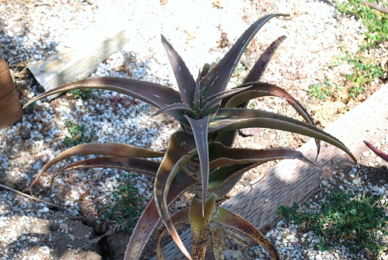 Aloe boscawenii Ha.JPG
