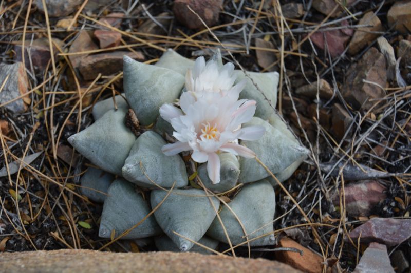 Ariocarpus retusus in flower, Mesa, AZ.