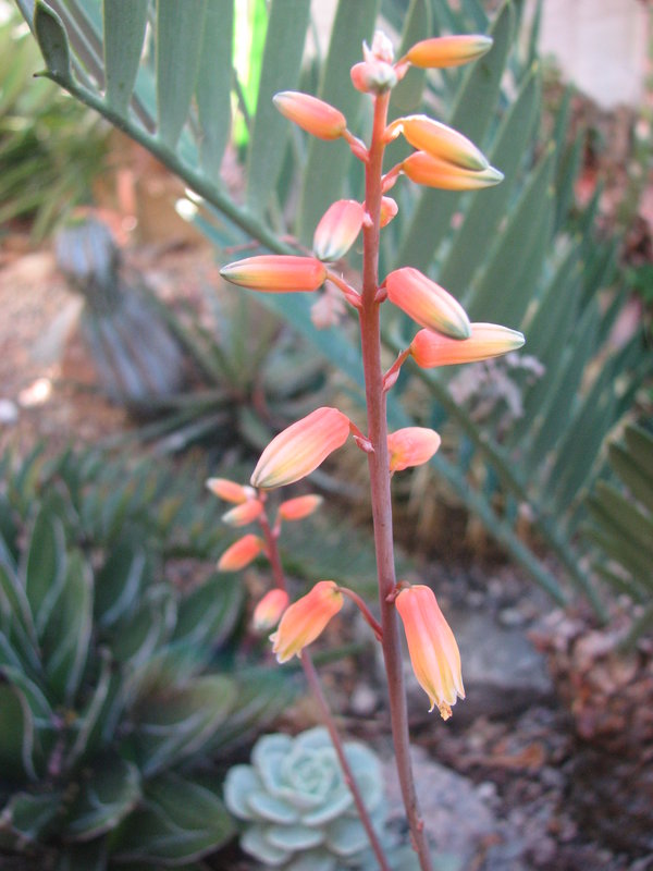 Aloe Brass Hat flower 2-07.jpg