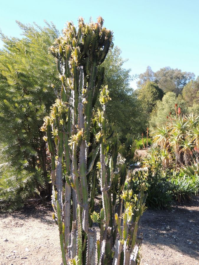 Euphorbia trigona cold damage larb.jpg