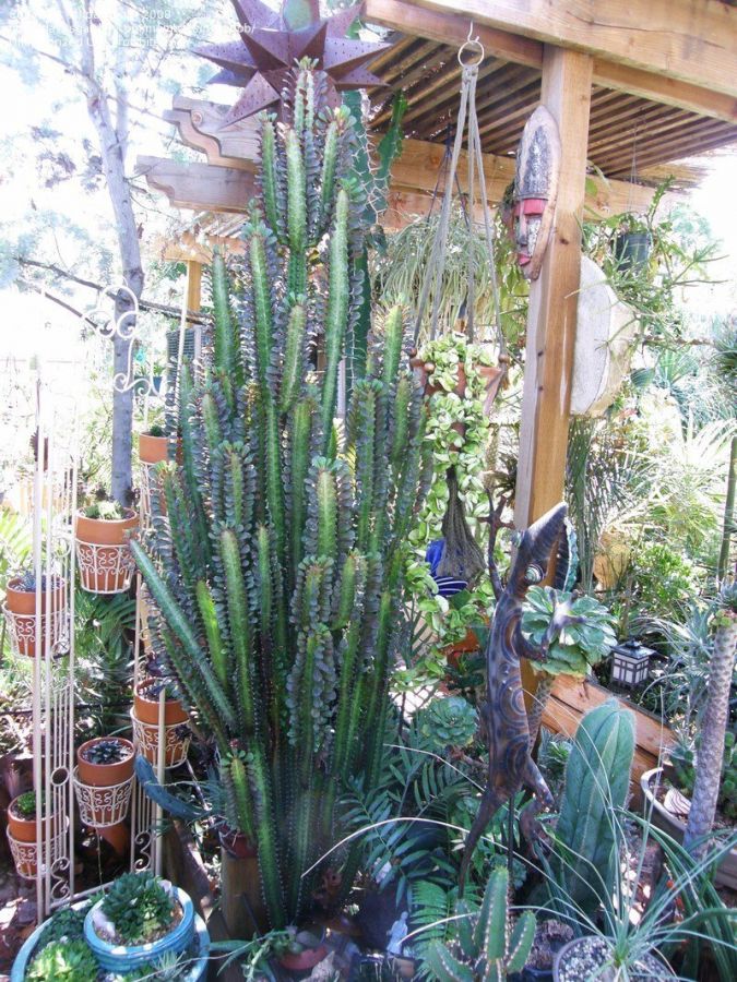 Euphorbia trigona rubra tall and green in September.jpg