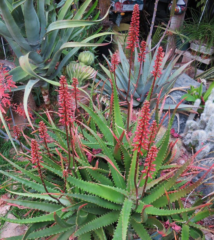Aloe cameronii flowering no red leaves 1-12.JPG