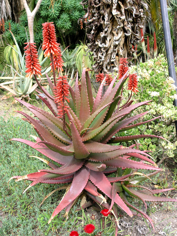 Aloe cameronii feb.JPG