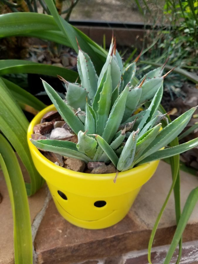 Agave 'Cubic'