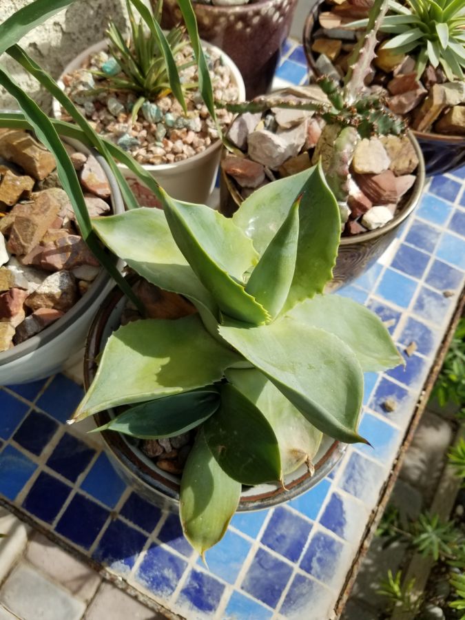 Agave pachycentra 'Flying Saucer'