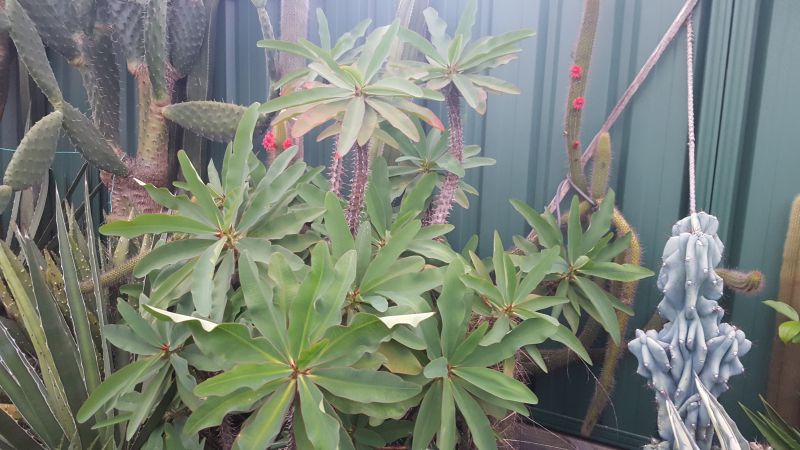 Euphorbia milii var. hislopii?