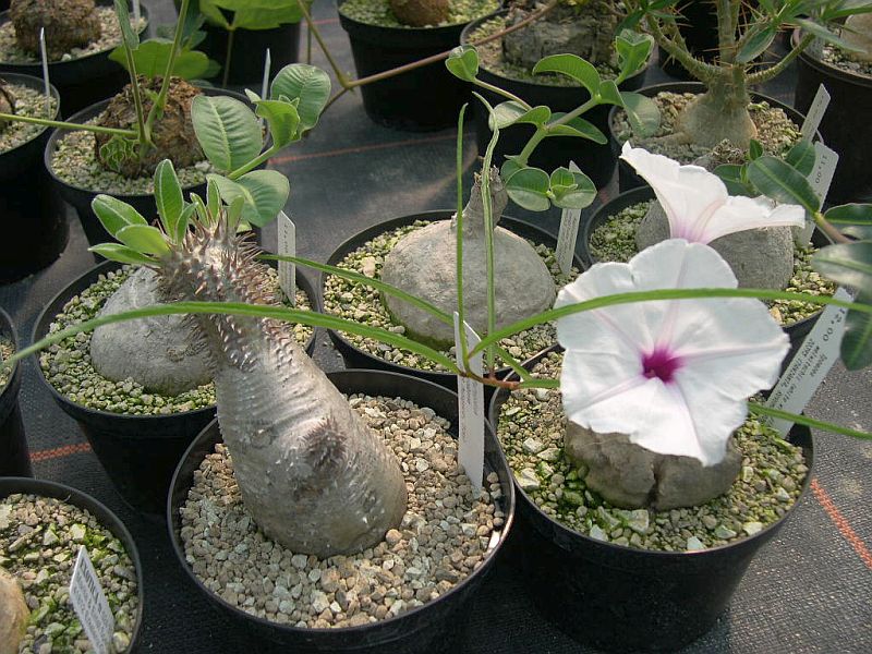 Exotica Nursery Germany - (now closed)