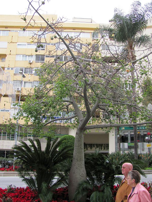 Ceiba speciosa - Malaga  Spain