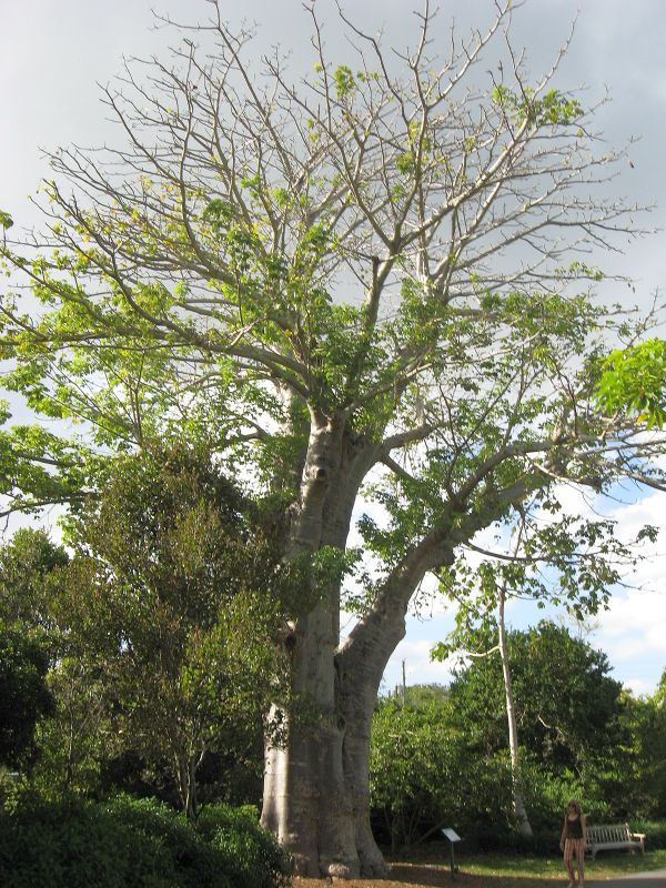Adansonia digitata -  Fairchild Tropical Garden Miami