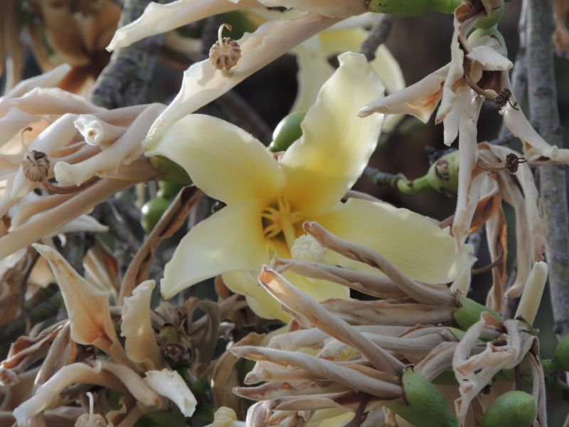 Ceiba insignis new flower 12-15.jpg