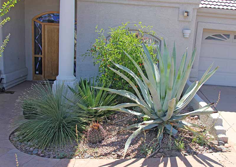The green Agave in the middle is 'Emerald Envy' and about 5' across.