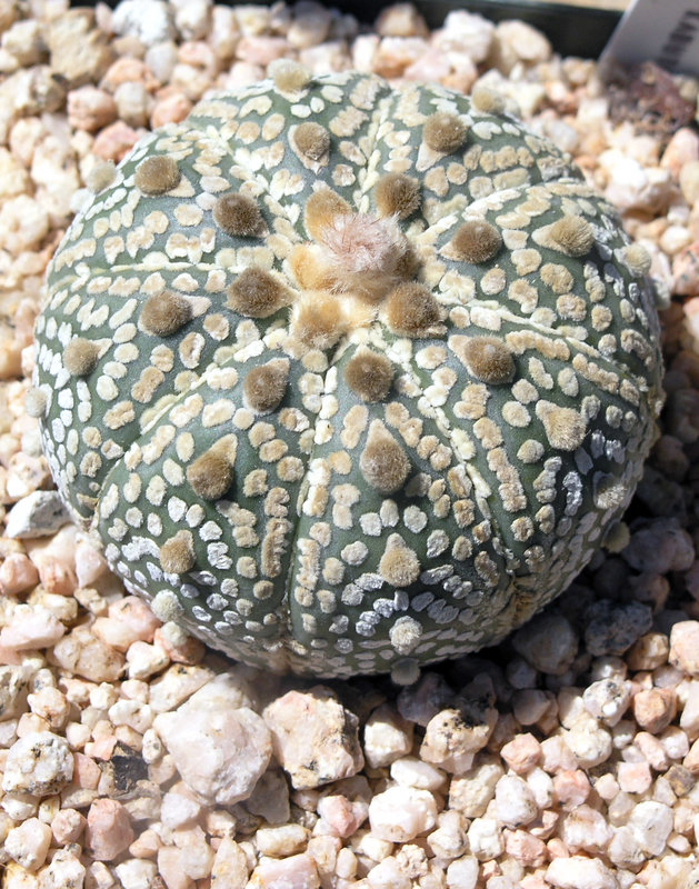 Astrophytum asterias super kabuto soon to be ours.JPG