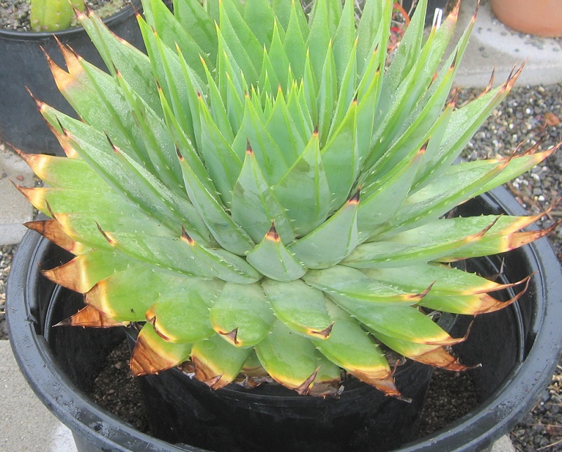 2017 04 26 Aloe polyphylla #1 c X800.jpg