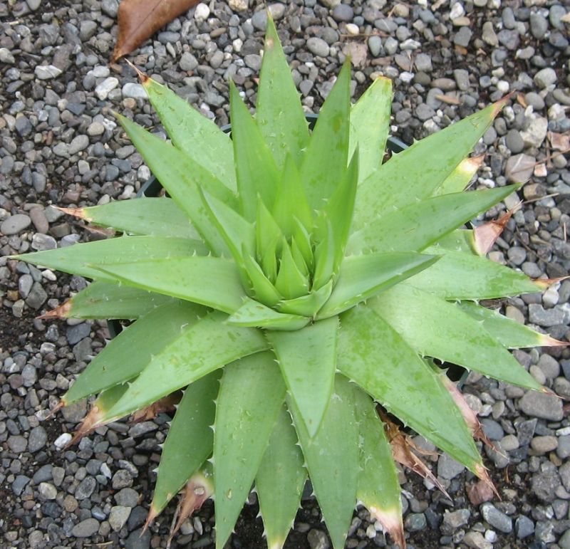 2017 04 24 Aloe polyplylla seedling b.jpg