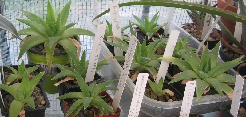 2017 04 24 Aloe polyplylla seedlings X800.jpg