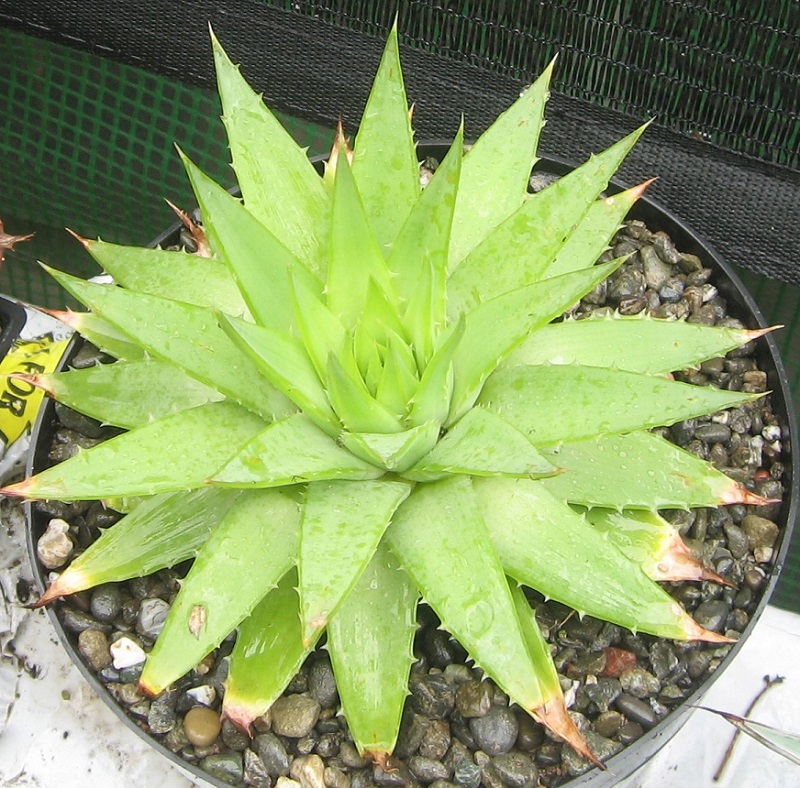 2017 04 25 Aloe polyphylla 3 yr old seedling repot a X800.jpg