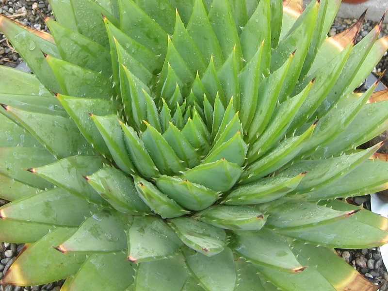 2017 04 26 Aloe polyphylla #1 clockwise spiral a X800.jpg