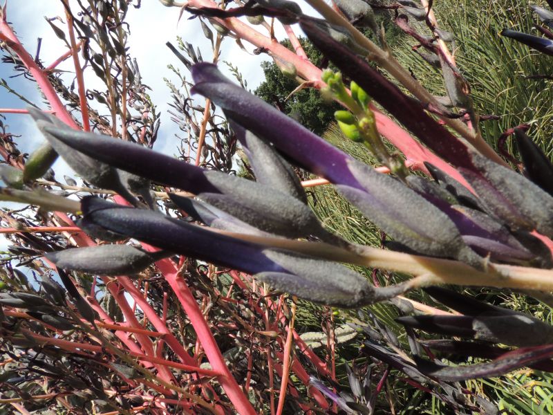Puya coerulea var. violacea violet dark flweors May.jpg