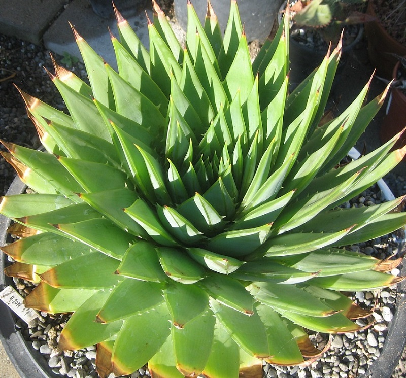 2017 05 03 Aloe polyphylla a a X800.jpg