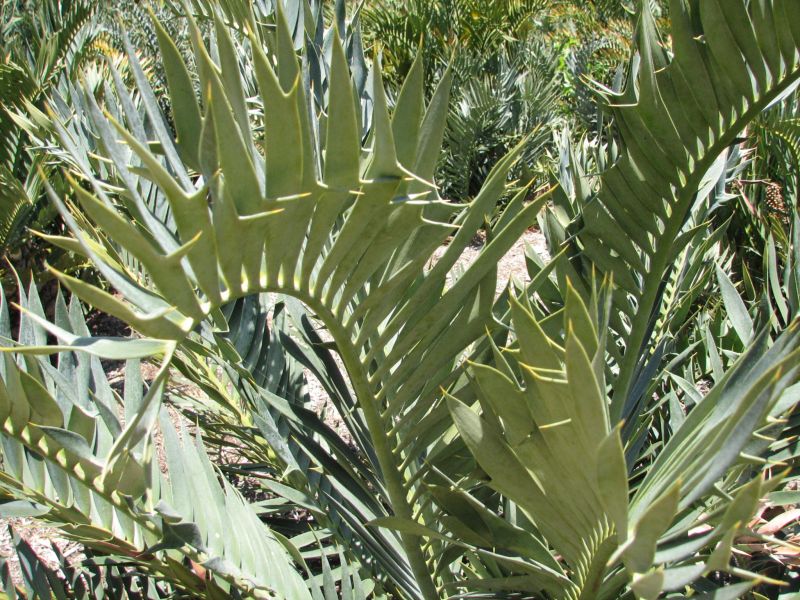 Encephalartos trispinosus leaf detail.jpg