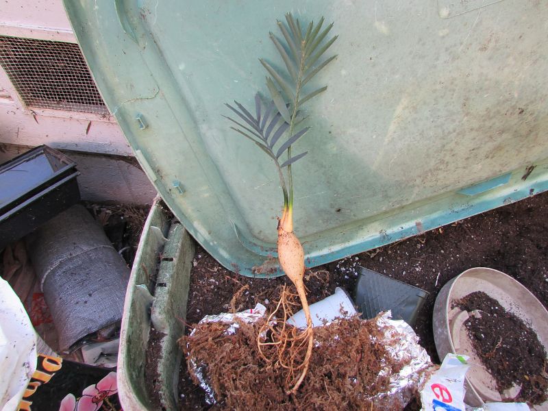 Long tap root..fat lignotuber.