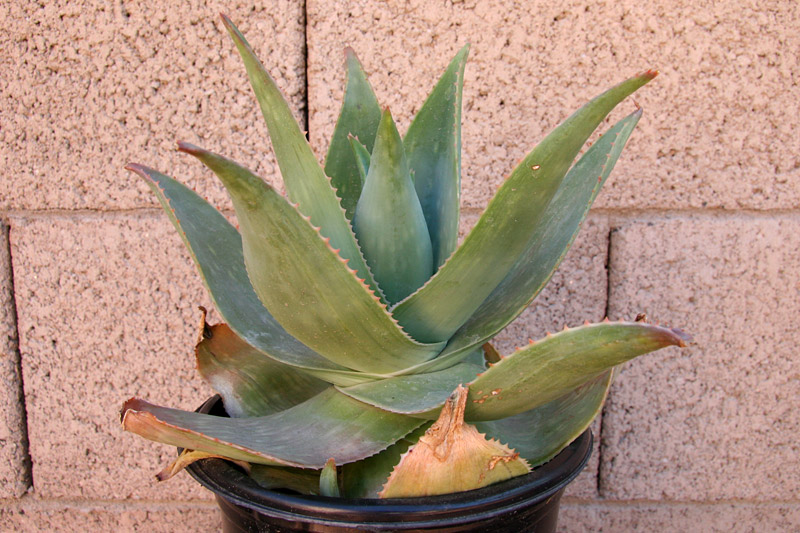 Aloe striata hybrid
