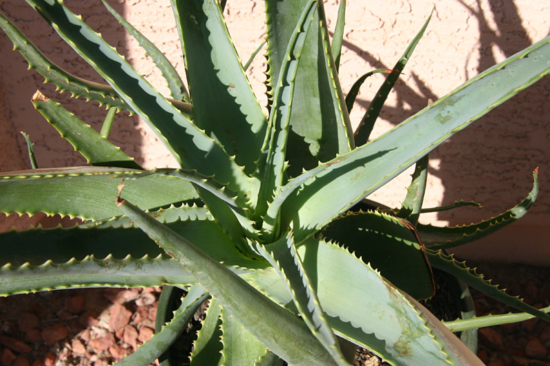 Aloe 'Super Red' most upper leaf surfaces ok.