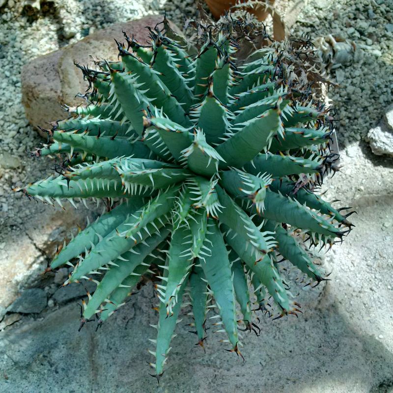 Aloe erinacea older.jpg