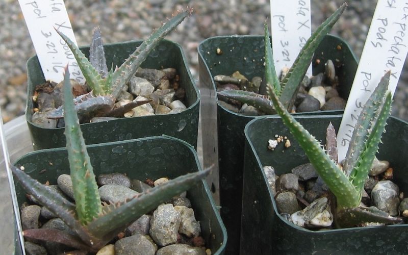 2017 06 12 Aloe inexpectata seedlings c a X950.jpg