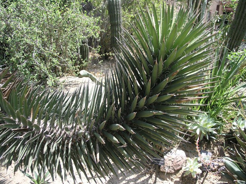Yucca valida 1.jpg