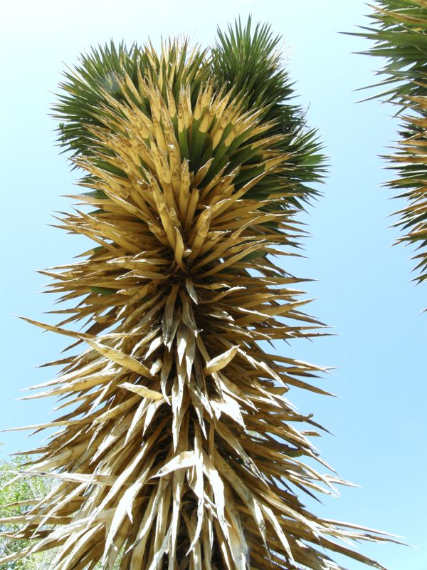 Yucca valida from below.jpg