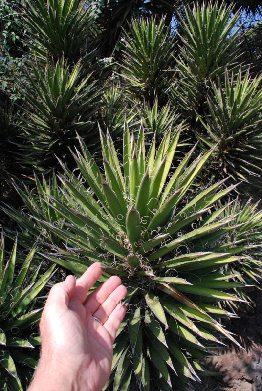 Yucca valida with hand.jpg