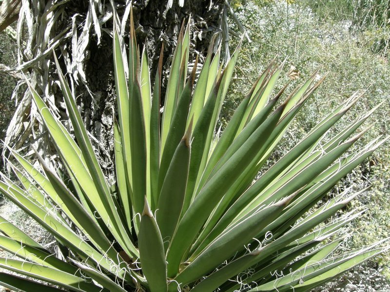Yucca valida foliage.jpg