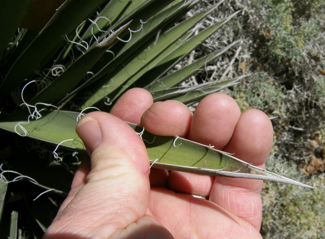 Yucca valida leaf.jpg