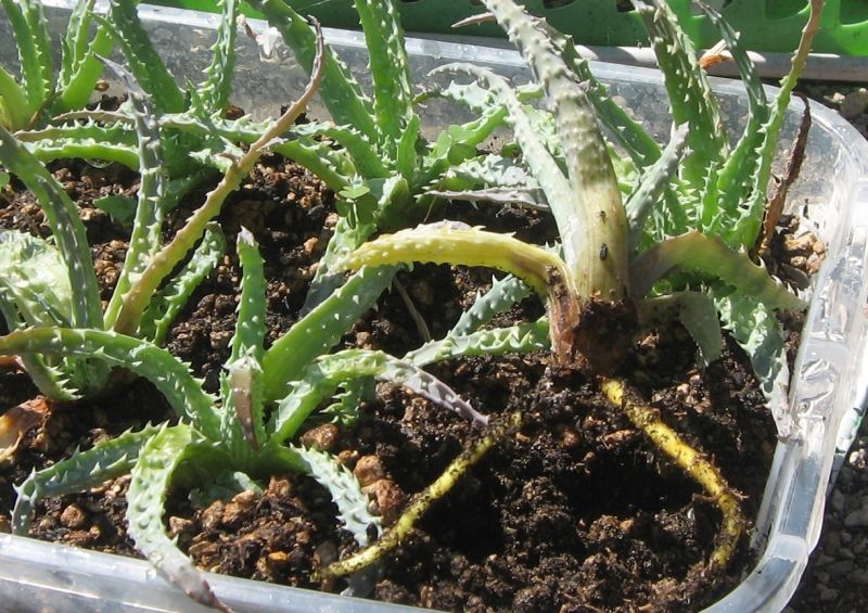 2017 07 15 Aloe humilis b.jpg
