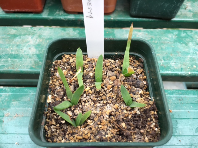 Aloe modesta