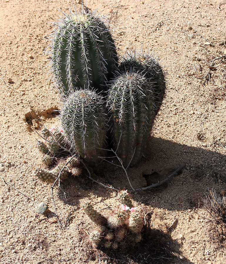 Saguaro / M. thornberi