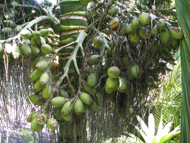 Areca catechu seed in tree.jpg