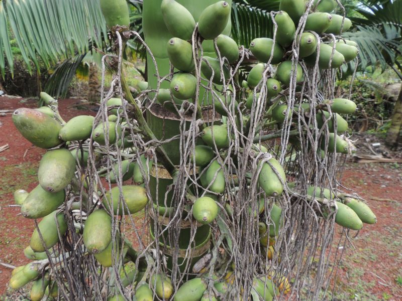 Areca hutchinsoniana fruits DT.jpg